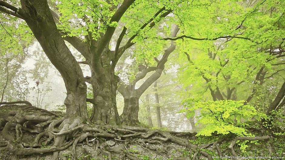 Tropical forests support biodiversity and vital services like water, soil and pollination.