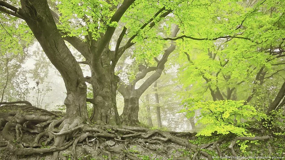 Tropical forests support biodiversity and vital services like water, soil and pollination.