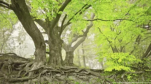 Tropical forests support biodiversity and vital services like water, soil and pollination.