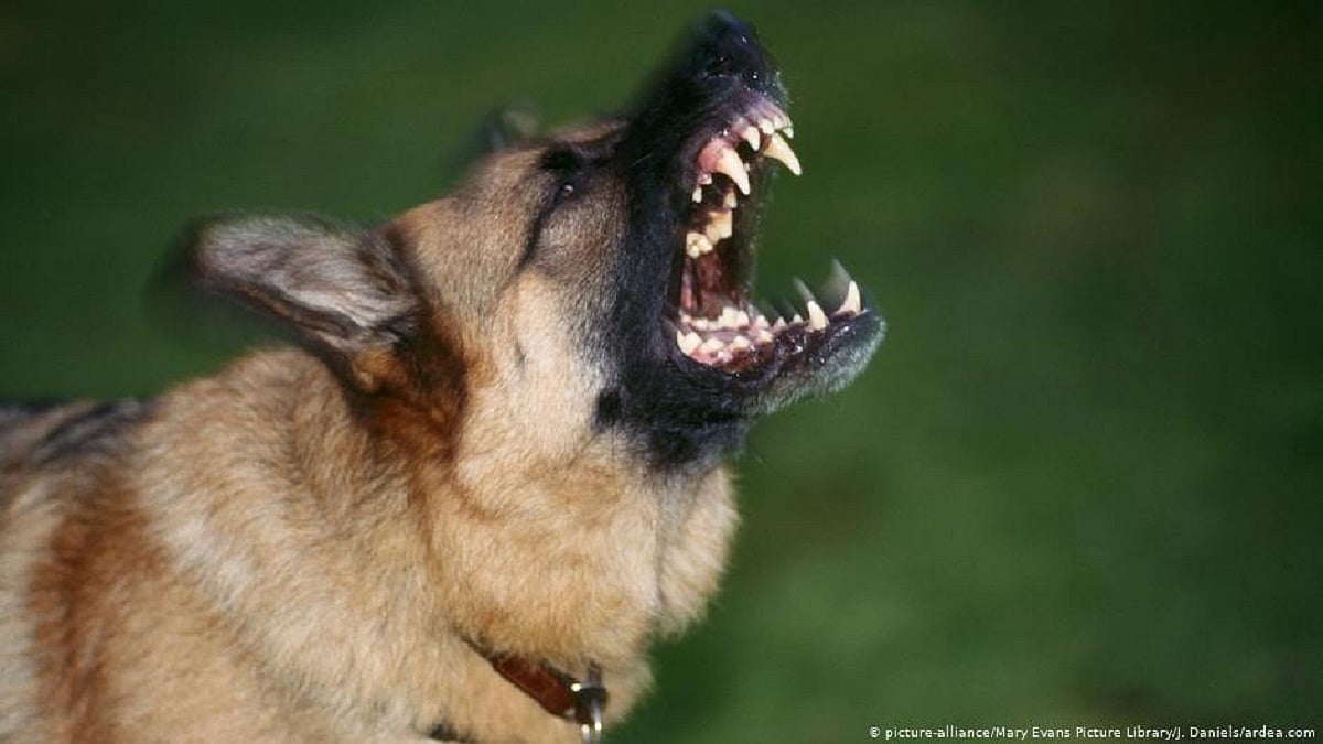 Elderly woman mauled to death by her pet dog