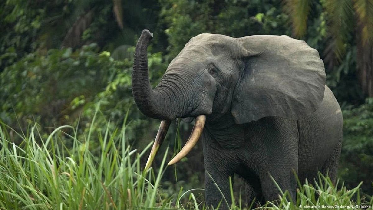 Wild elephant tramples man to death in Kerala's Palakkad; locals protest