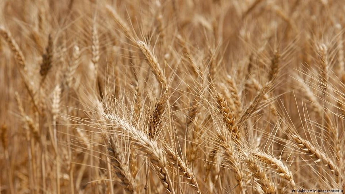 India staring at grave foodgrain crisis in coming months
