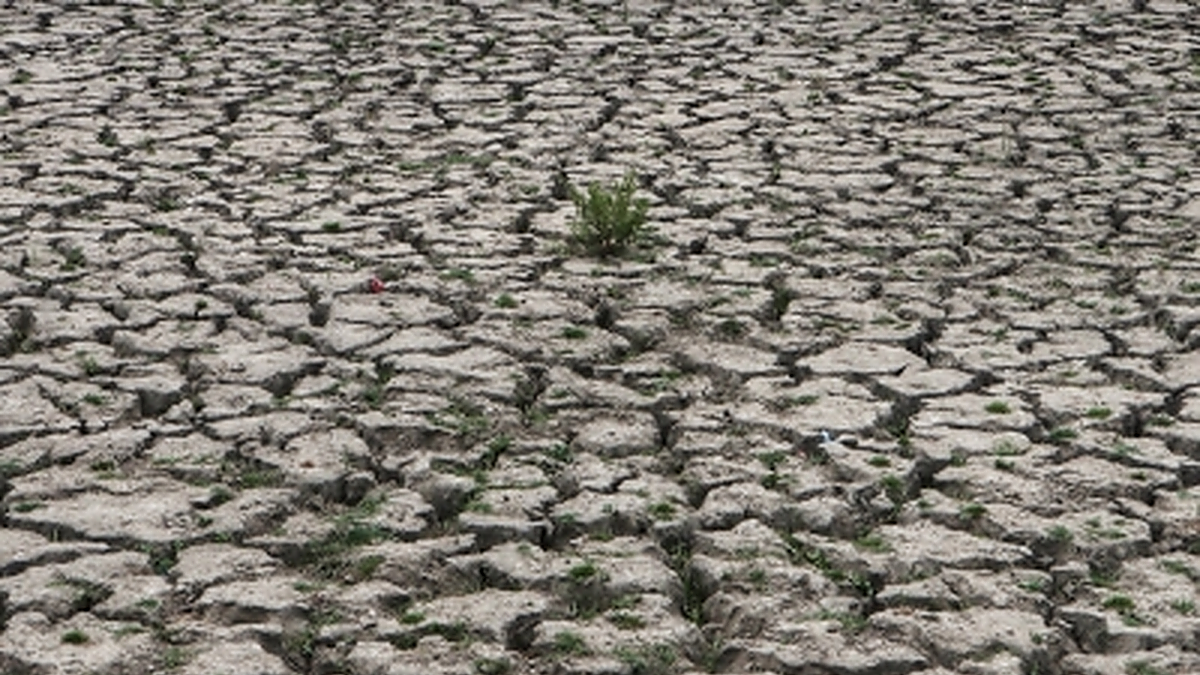 Changing track of monsoon: Drought looms over paddy-growing UP, Bihar, Bengal