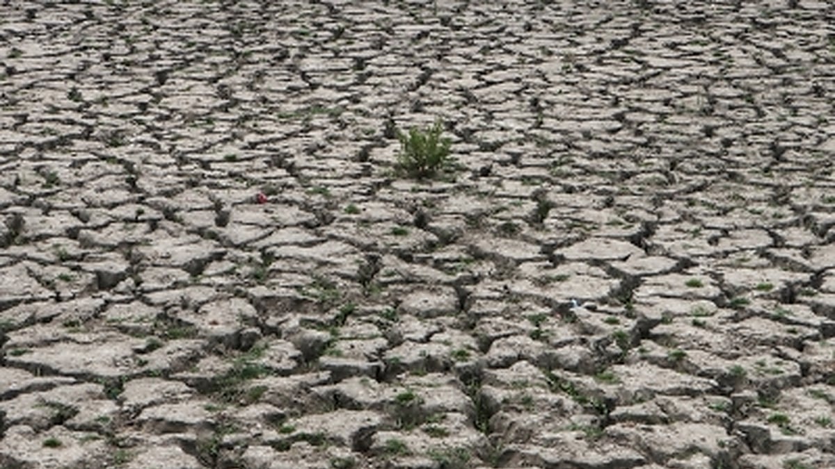 Changing track of monsoon: Drought looms over paddy-growing UP, Bihar, Bengal