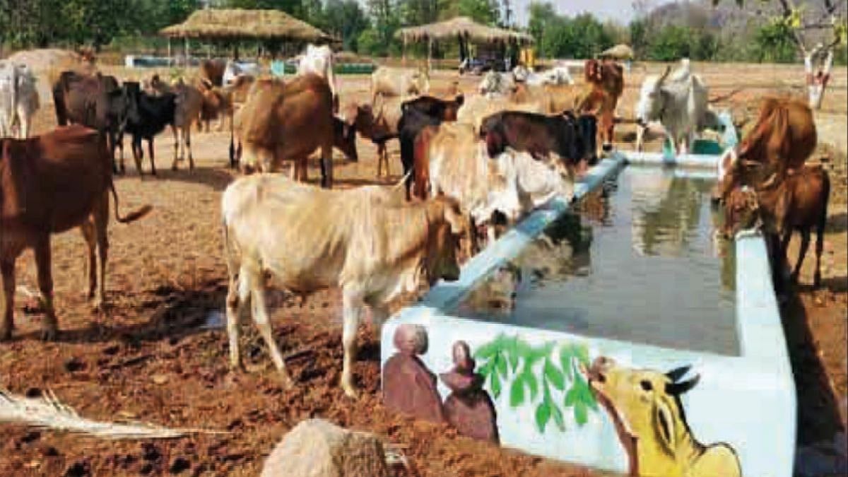 NITI Aayog panel pitches for capital assistance for gaushalas