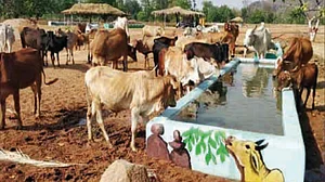 NITI Aayog panel pitches for capital assistance for gaushalas