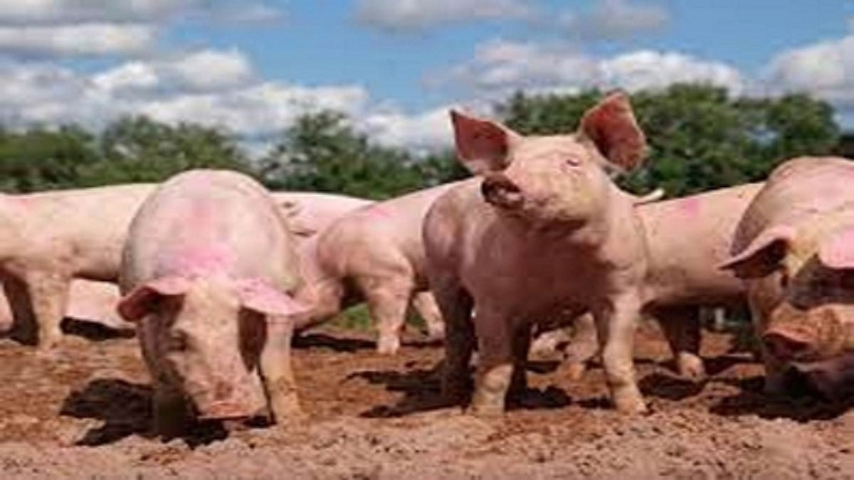 Swine flu resurfaces in Kerala's Wayanad, first time in Kannur