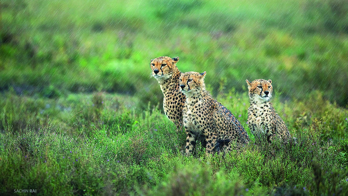 The government’s ‘action plan for introduction of cheetah in India-2021’ evisages to utilise 748 sq kms in the Kuno national Park to sustain 21 cheetahs initially. But there are inconsistencies in the carrying capacity figures of cheetahs in Kuno