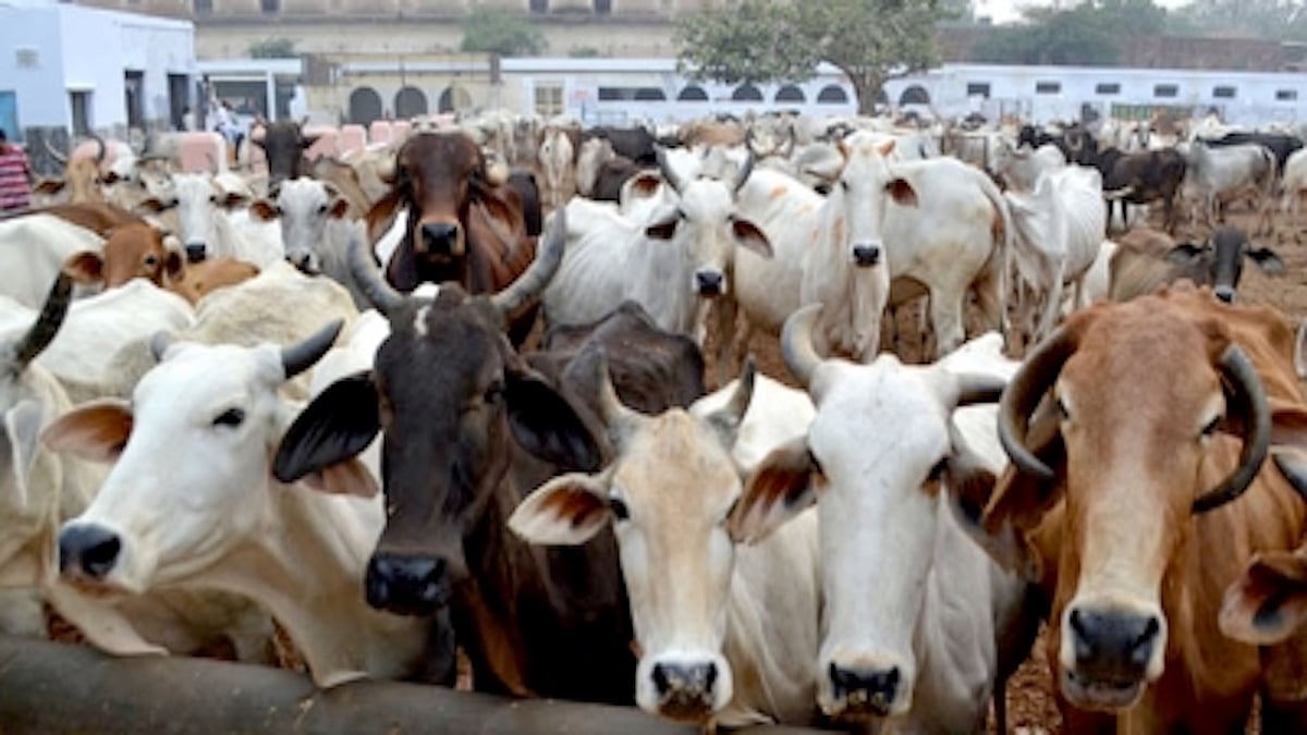 Over 2,100 cattle died, 60,000 affected by lumpy skin disease in Punjab so far, says official
