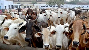 Over 2,100 cattle died, 60,000 affected by lumpy skin disease in Punjab so far, says official