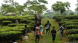PETA India offers mechanical elephants after deadly attacks in Kerala
