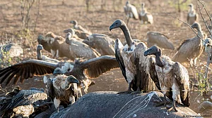 Experts call for increased involvement of stakeholders to stop vulture deaths in Assam