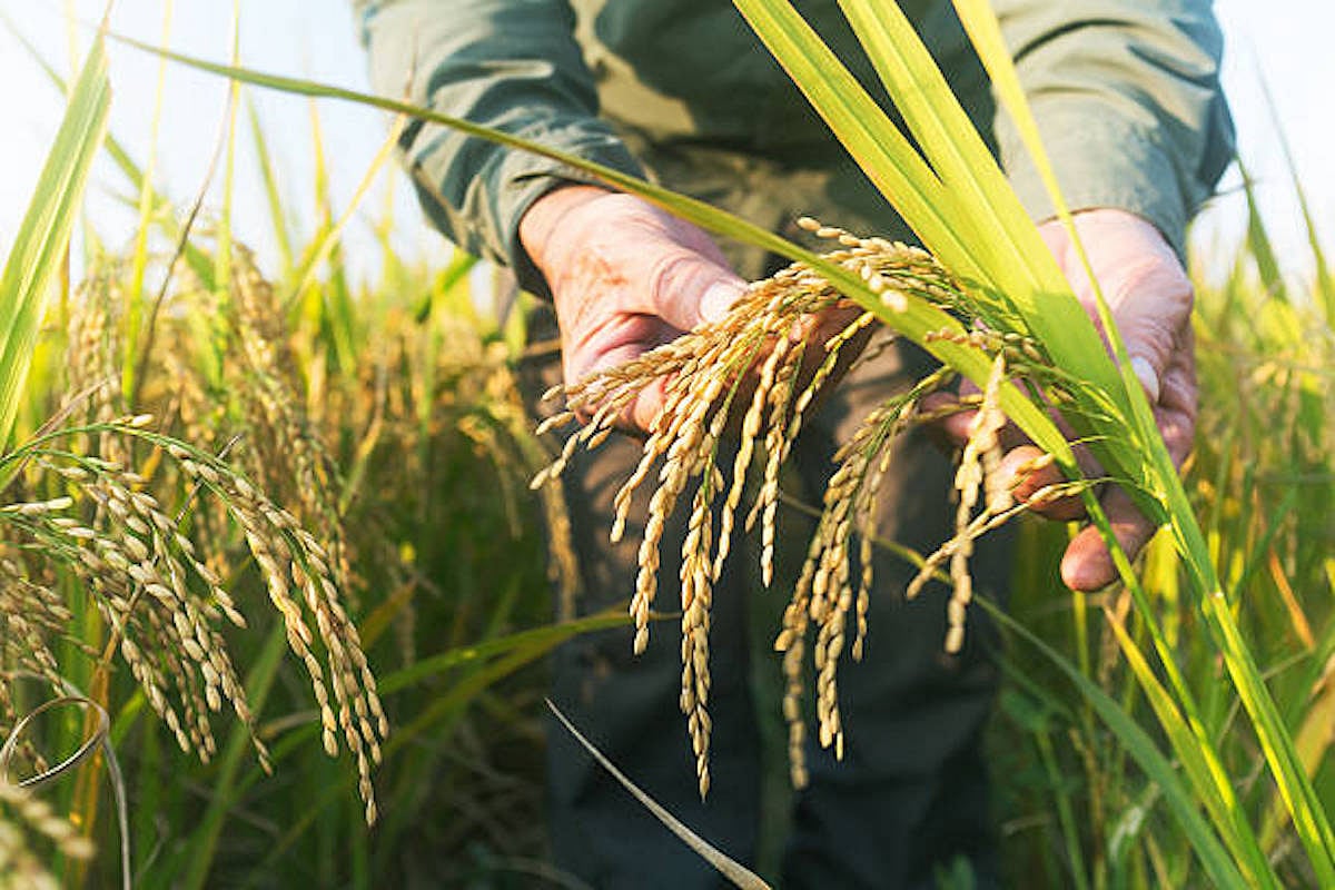 A viral disease behind stunting of paddy plants in Punjab: PAU