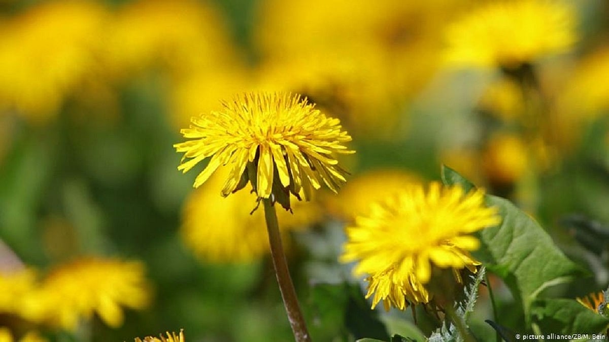 Clean, healthy & sustainable environment is a universal human right now