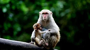 Antibodies from monkeys shows promise against Covid variants