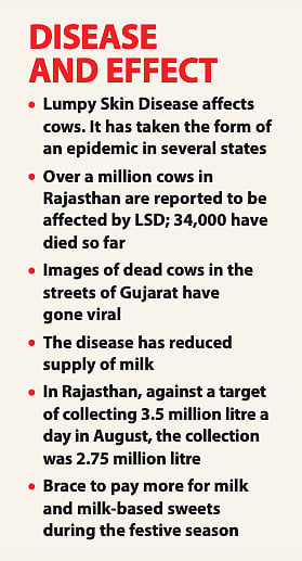 Lumpy Skin Disease: Stray cows, slaughter and LSD