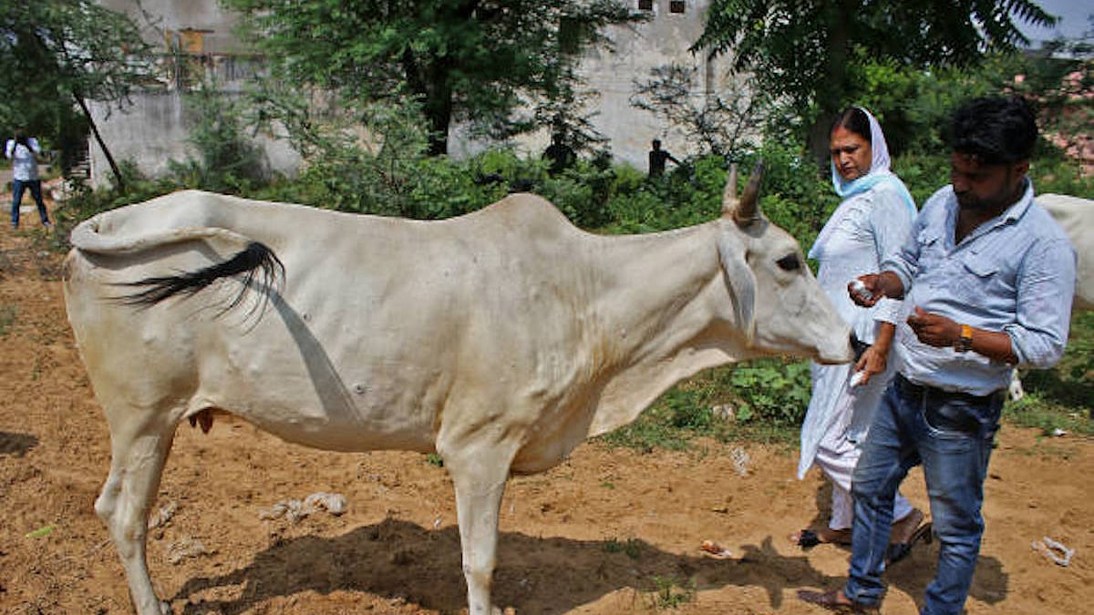 A Vishwa Hindu Parishad activist administers homeopathic medicine to a cow suffering from Lumpy Skin Disease in Jaipur, Rajasthan (Getty images)