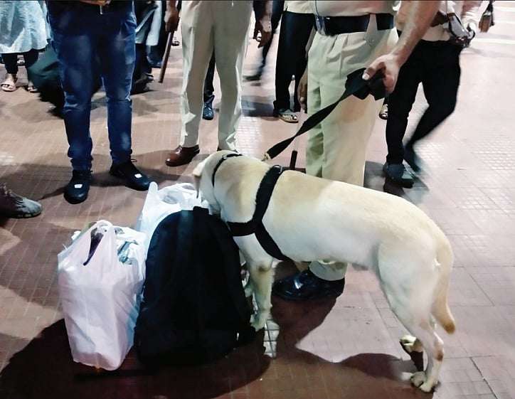 Thank the dogs for keeping you safe and moving