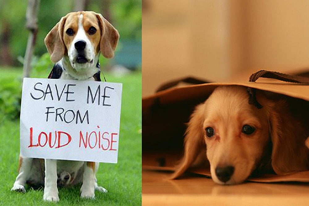 Diwali is a festival of fear for animals