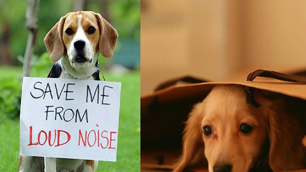 Diwali is a festival of fear for animals