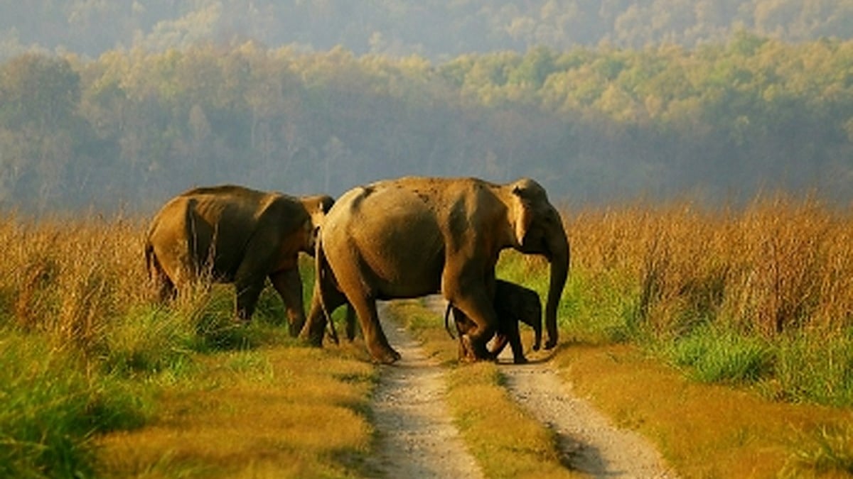 TN to finalise AI-based solution to prevent death of elephant by October end