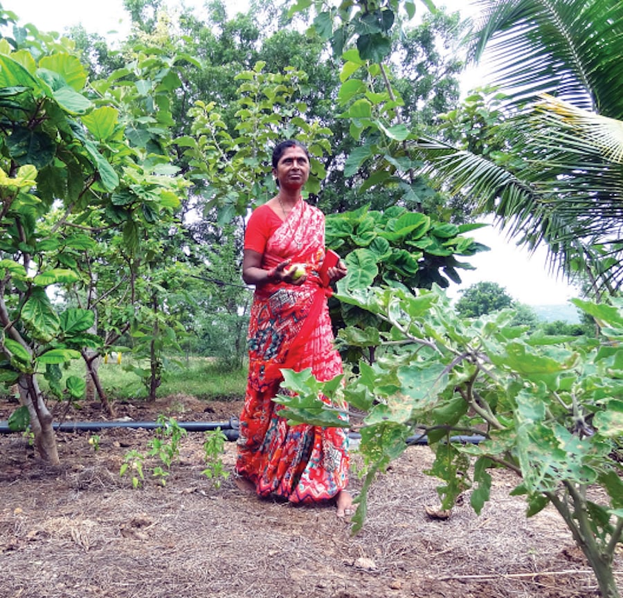 V. Malleshwaramma on her multi-crop farm in Musalireddygaripalli village in Andhra Pradesh (Photo: Jaideep Hardikar)