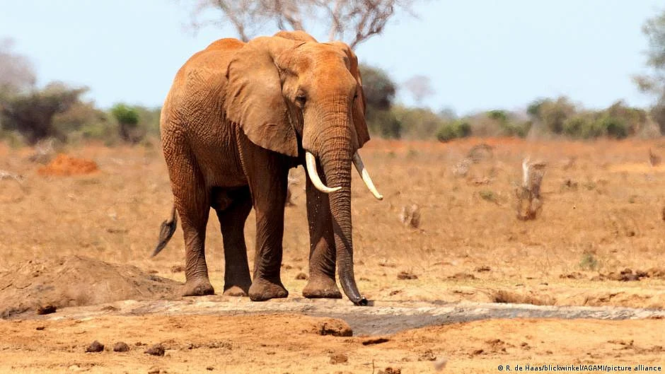 Farmers in TN protest against elephant attacks
