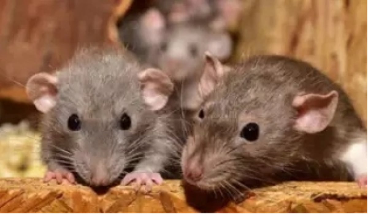 UP Police claim: 'Rats ate up 581 kg marijuana'