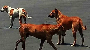 Stray dogs gouge out eyes from human body in Ayodhya hospital