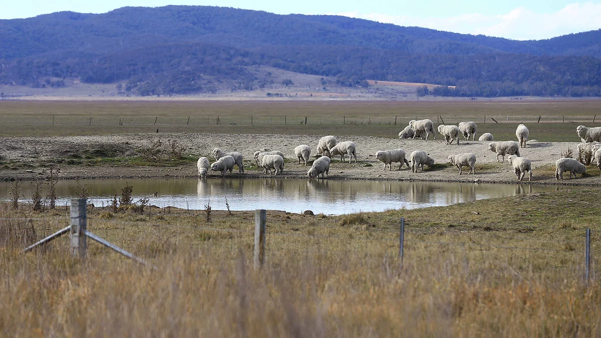 Sheep drink water on the dried lakebed of Lake George in Australia, as the country faces increasing droughts.