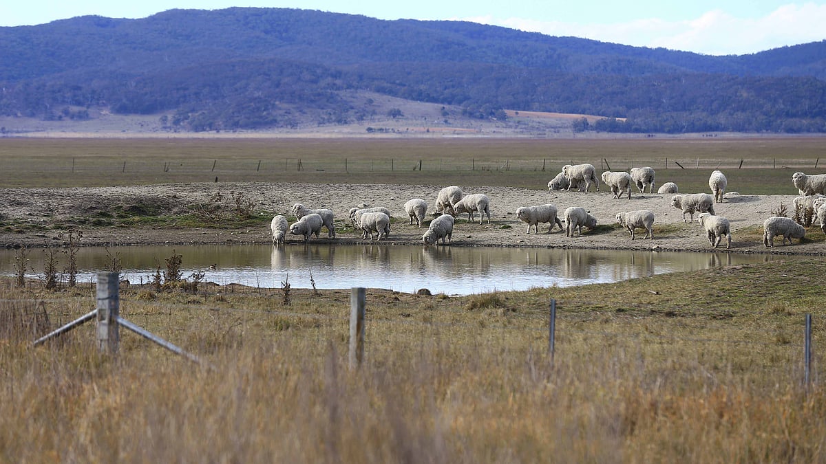 Sheep drink water on the dried lakebed of Lake George in Australia, as the country faces increasing droughts.