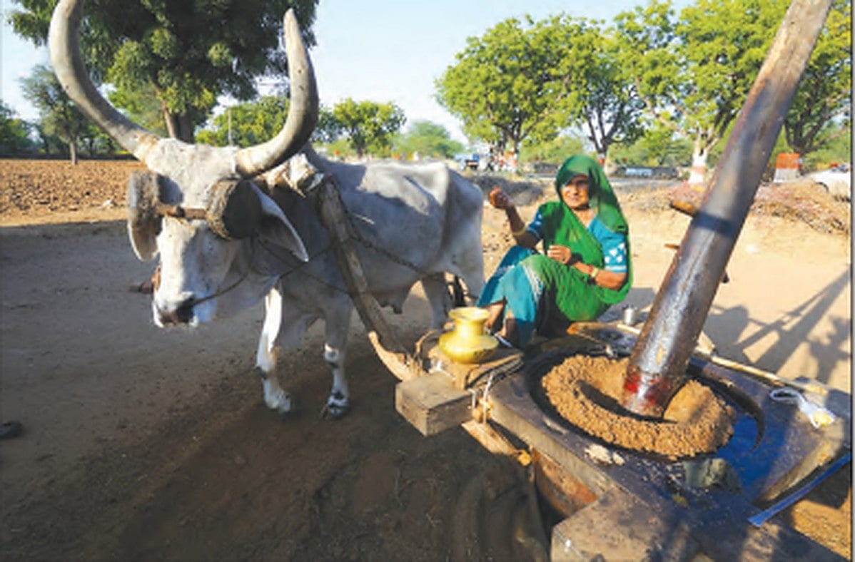 The GM Mustard Misadventure: Precipitating an Environmental and Health Catastrophe