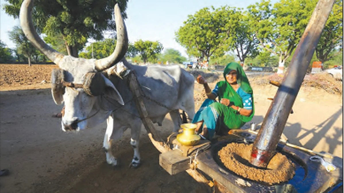 The GM Mustard Misadventure: Precipitating an Environmental and Health Catastrophe