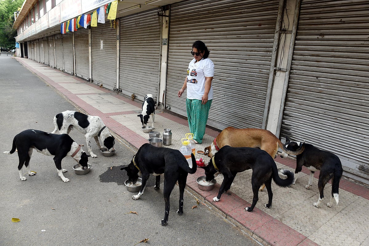 Dogs deserve a lot better