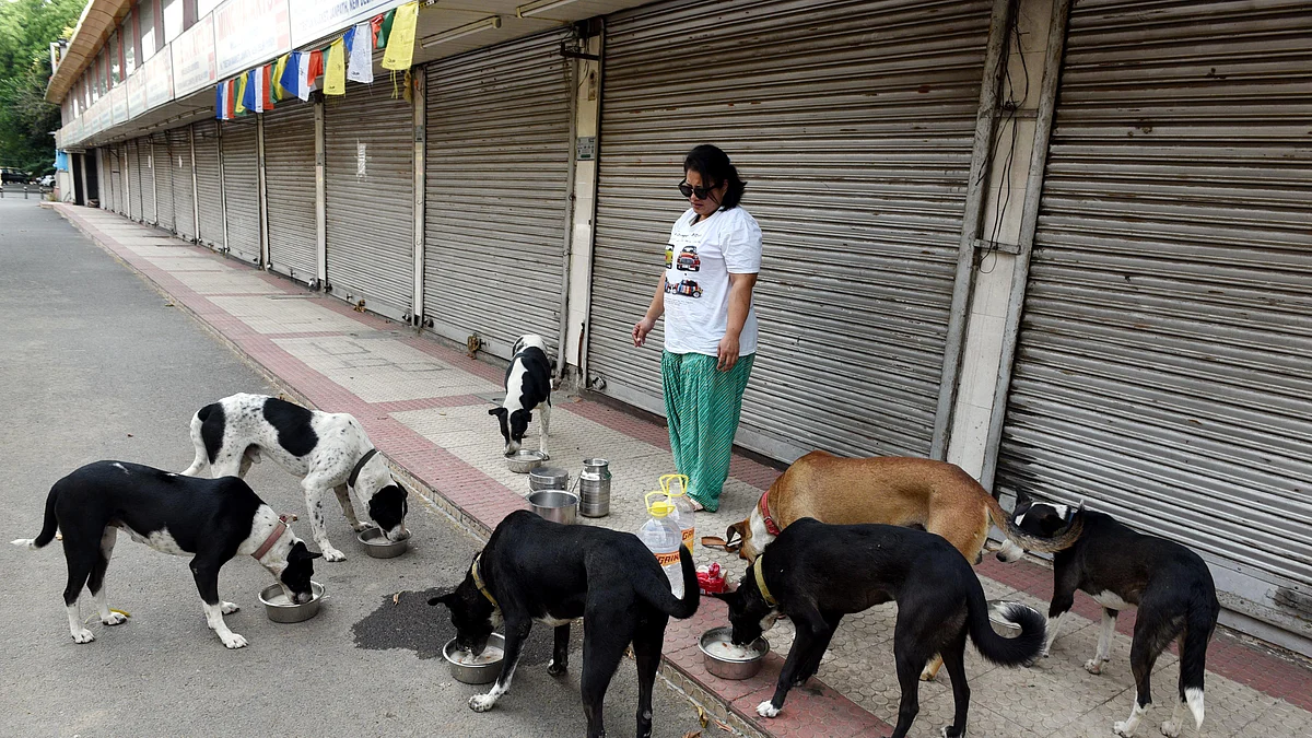 A woman feeds stray dogs at Janpath market, New Delhi, during the Covid lockdown of 2020