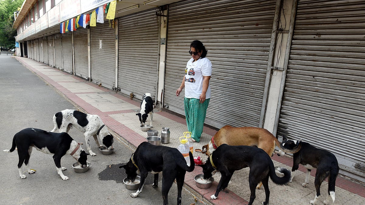 A woman feeds stray dogs at Janpath market, New Delhi, during the Covid lockdown of 2020