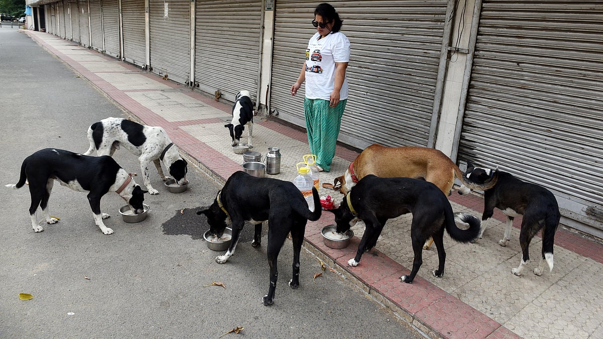 Canines injure infant in Hyderabad, high-level meeting convened to address problem