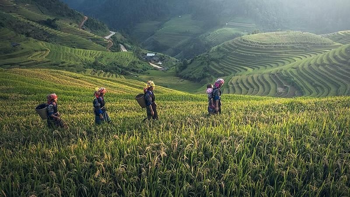 A Coffee lovers guide to the best coffee plantations in India.