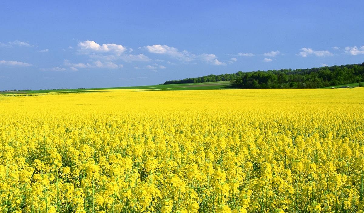 A mustard field (Representational image)