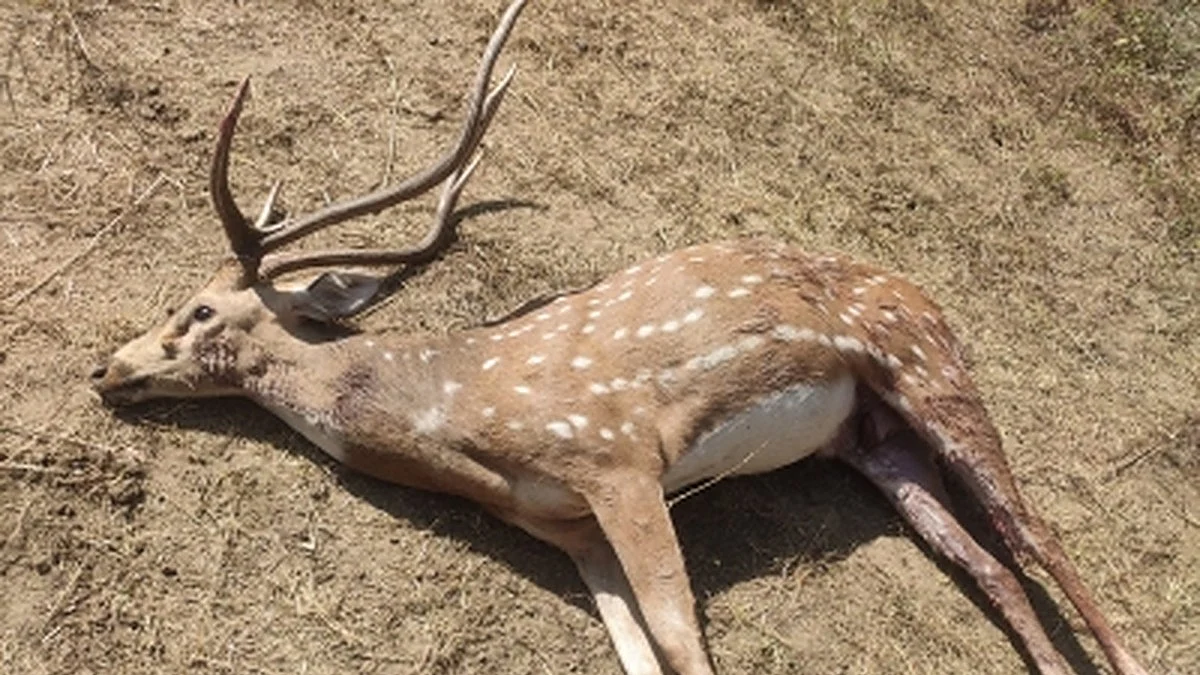 Heads roll in Bengal Safari Park as 27 spotted deer die in 2 months