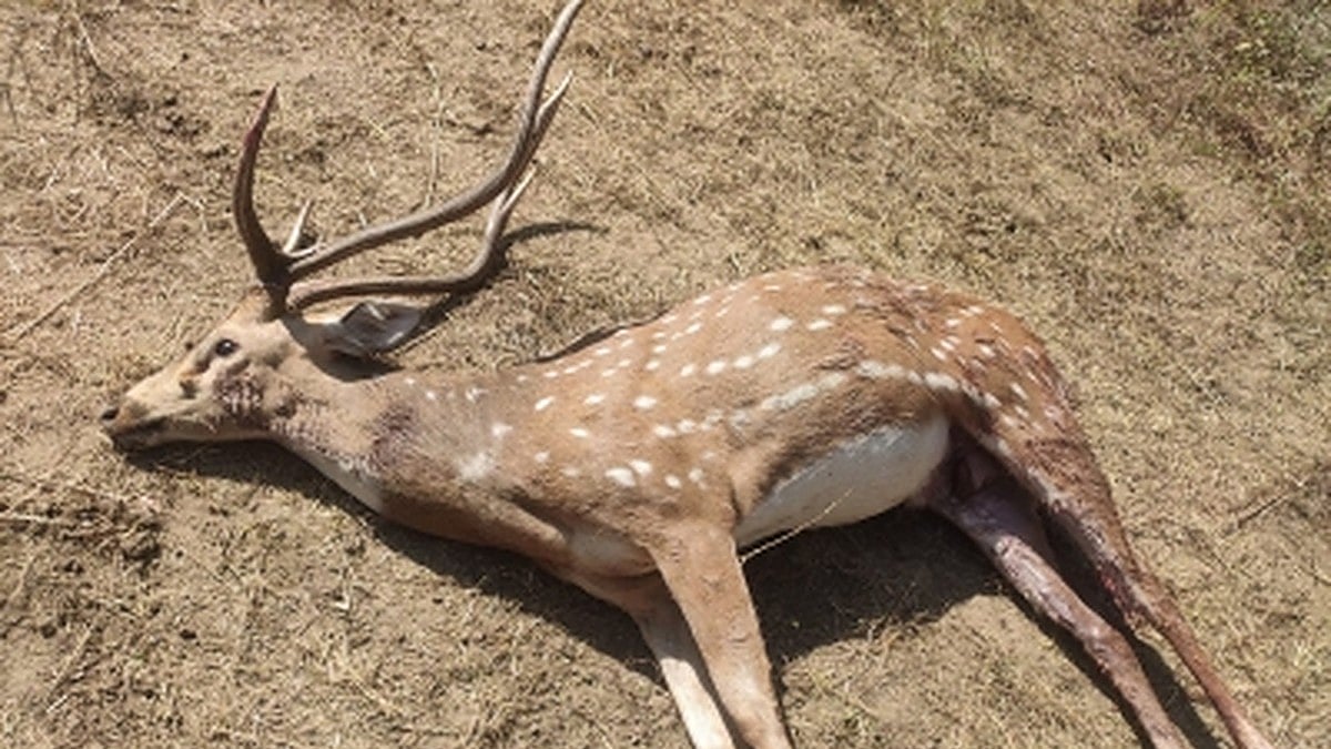 Heads roll in Bengal Safari Park as 27 spotted deer die in 2 months