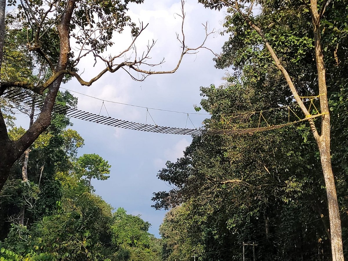 Unique hanging bridges in north Bengal jungles to avoid animal-vehicle collision
