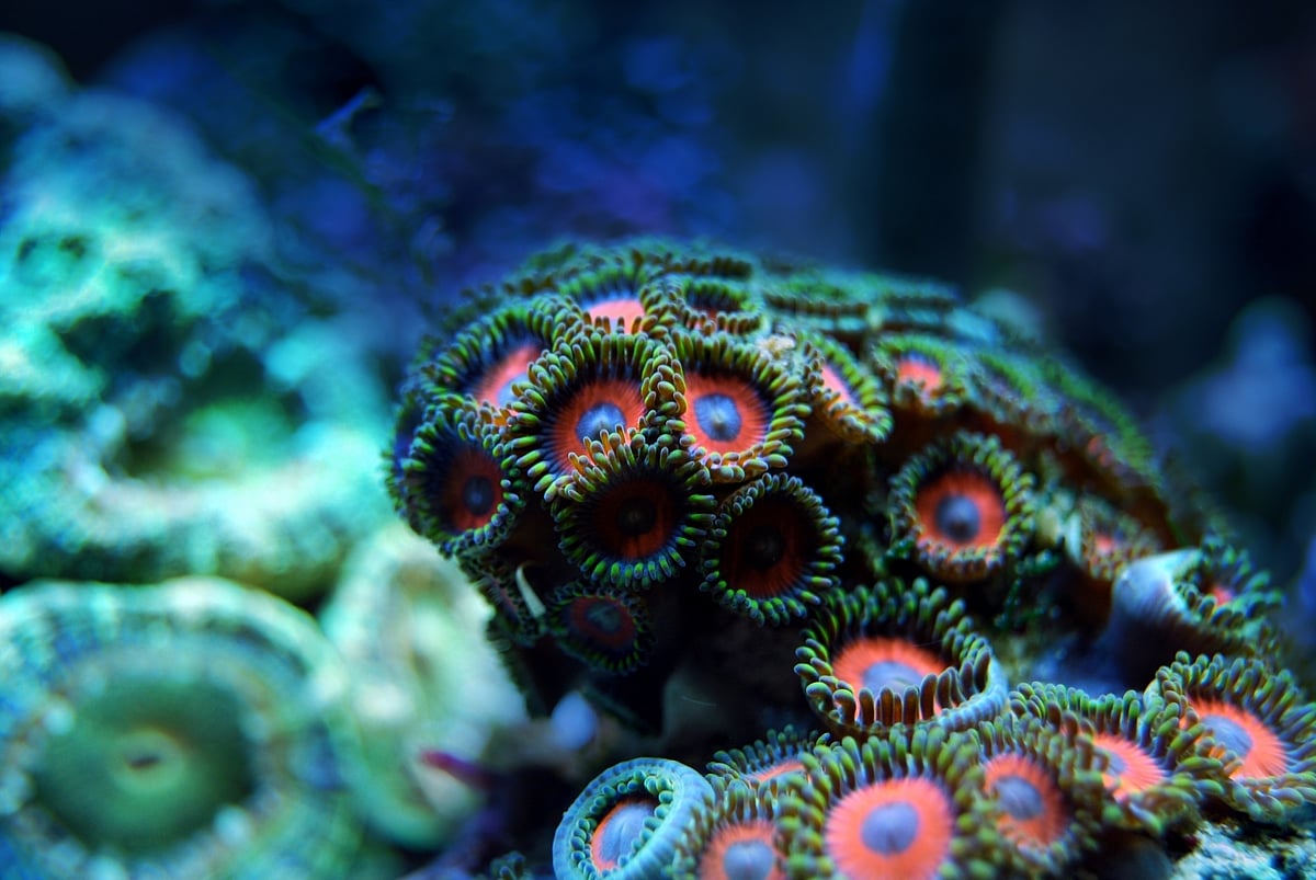Many marine species may go extinct before discovered: Scientists at COP15