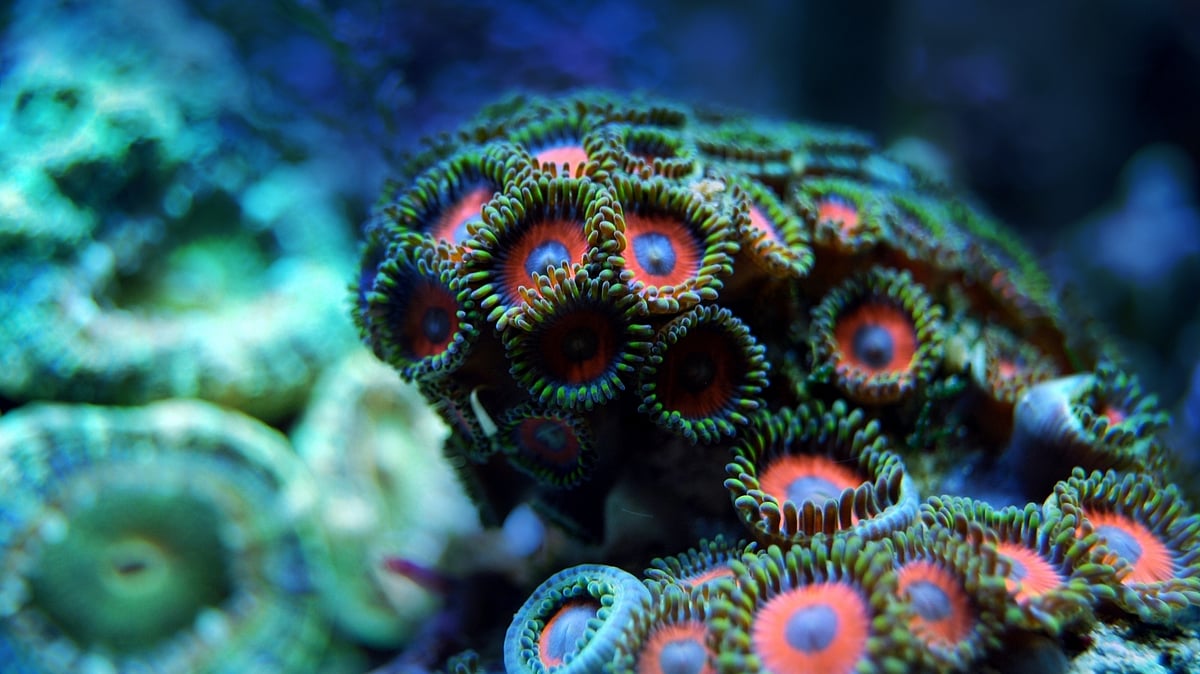 Marine life
