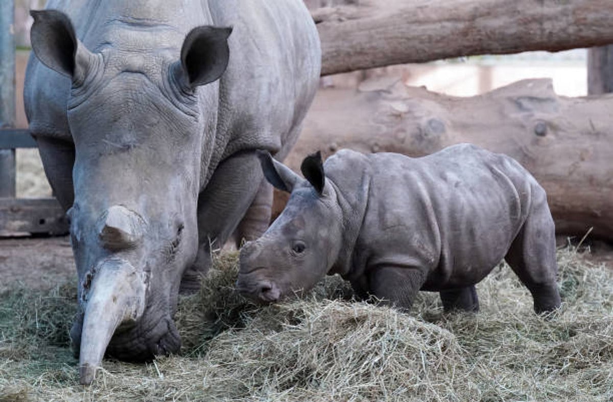Bihar preparing 'reintroduction of Rhinos scheme' in Valmiki Tiger Reserve