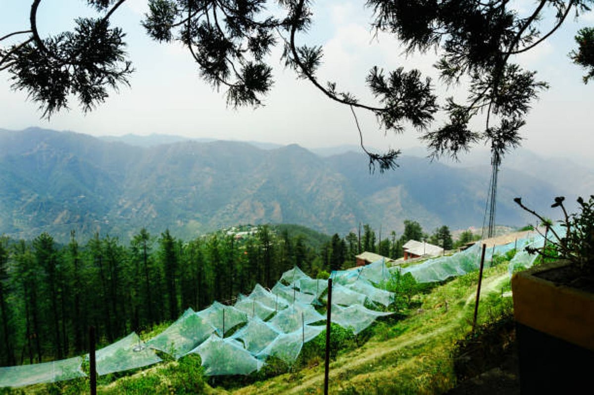 Himachal Pradesh Elections: BJP bites into bitter apples, Congress bags victory
