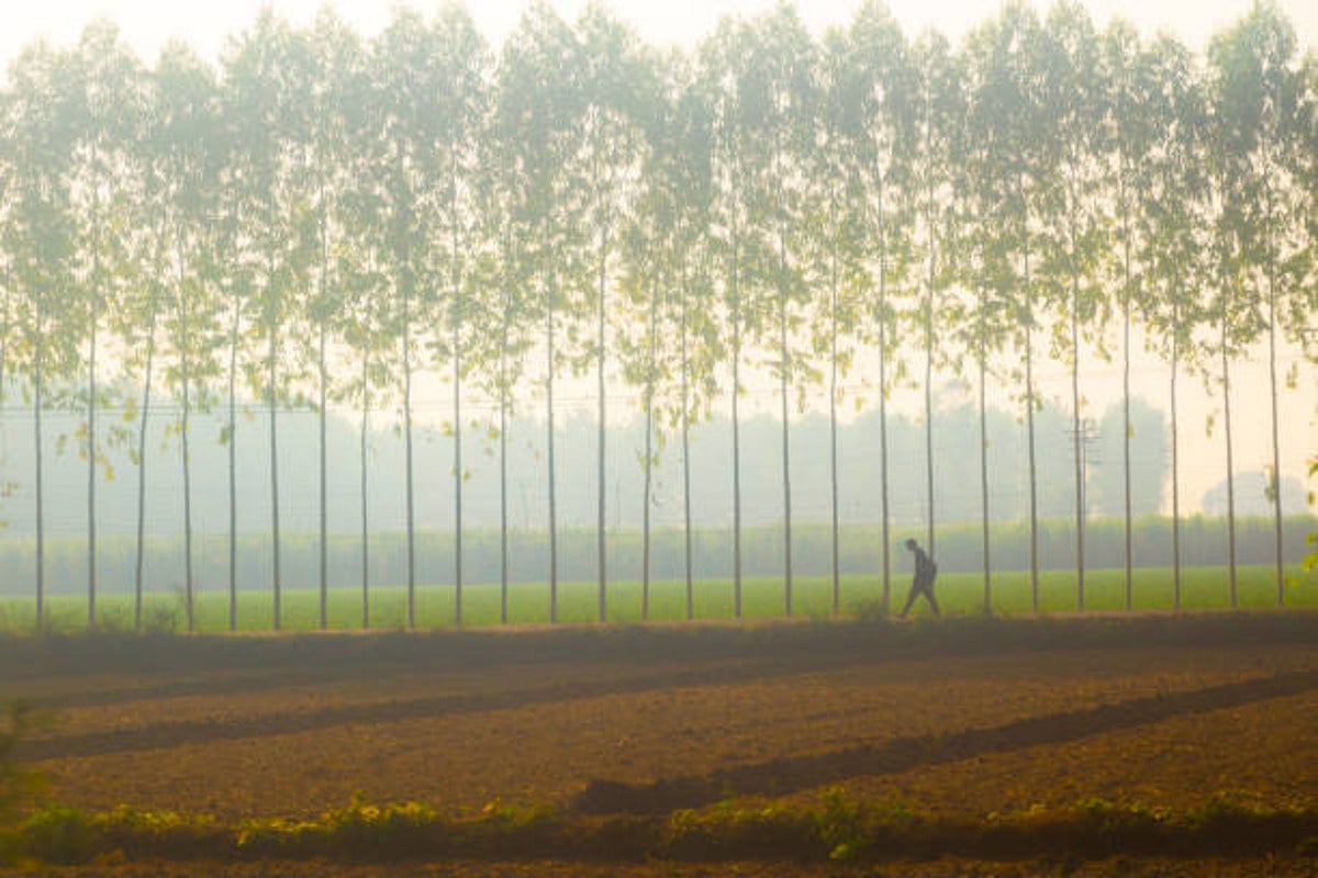 Punjab, Haryana continues to reel under cold conditions