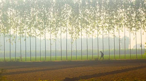 Punjab, Haryana continues to reel under cold conditions