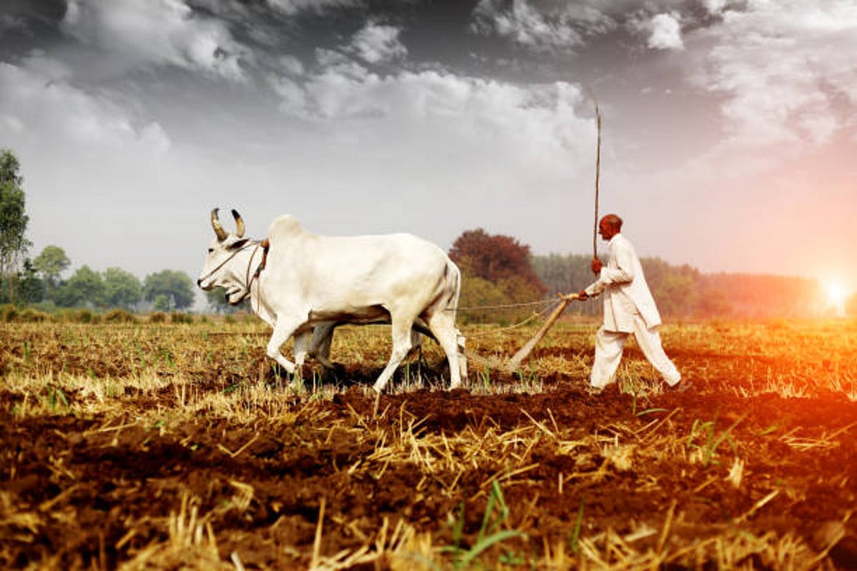 Maha: 1,023 farmers ended lives in Marathwada in 2022 compared to 887 in 2021