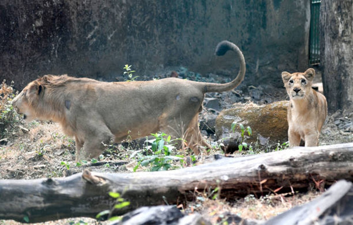 Guj: Three held for chasing, harassing lions in Gir Wildlife Sanctuary; videos go viral